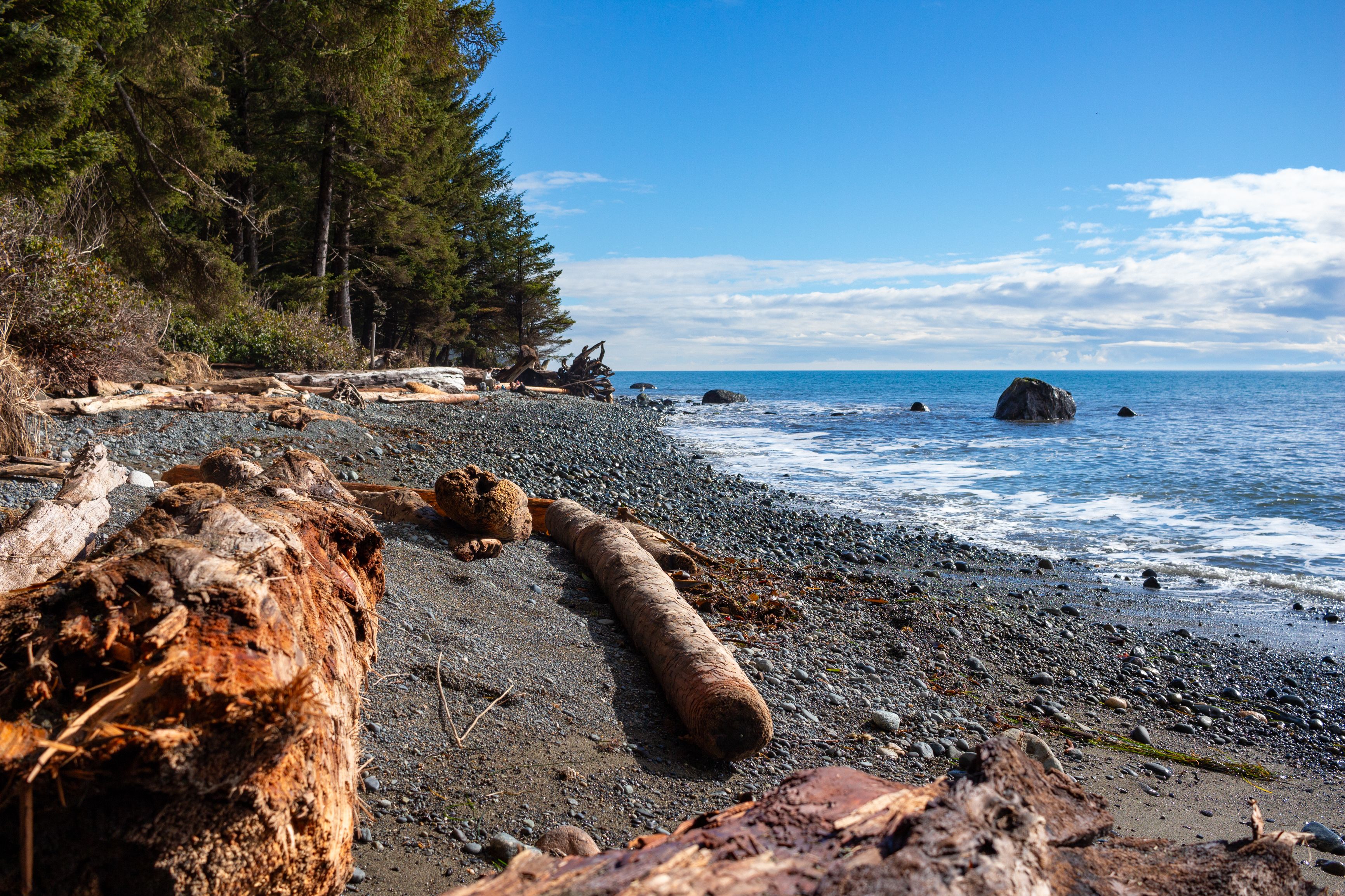 Rocky beach with driftwood on a sunny day.
